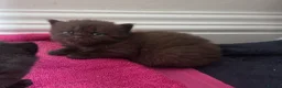 British Shorthair cats for sale: Active British Shorthair Kittens | GCCF 🤎 - Advert 11