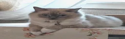 Ragdoll cats for sale: Ragdoll kittens  - Advert 3