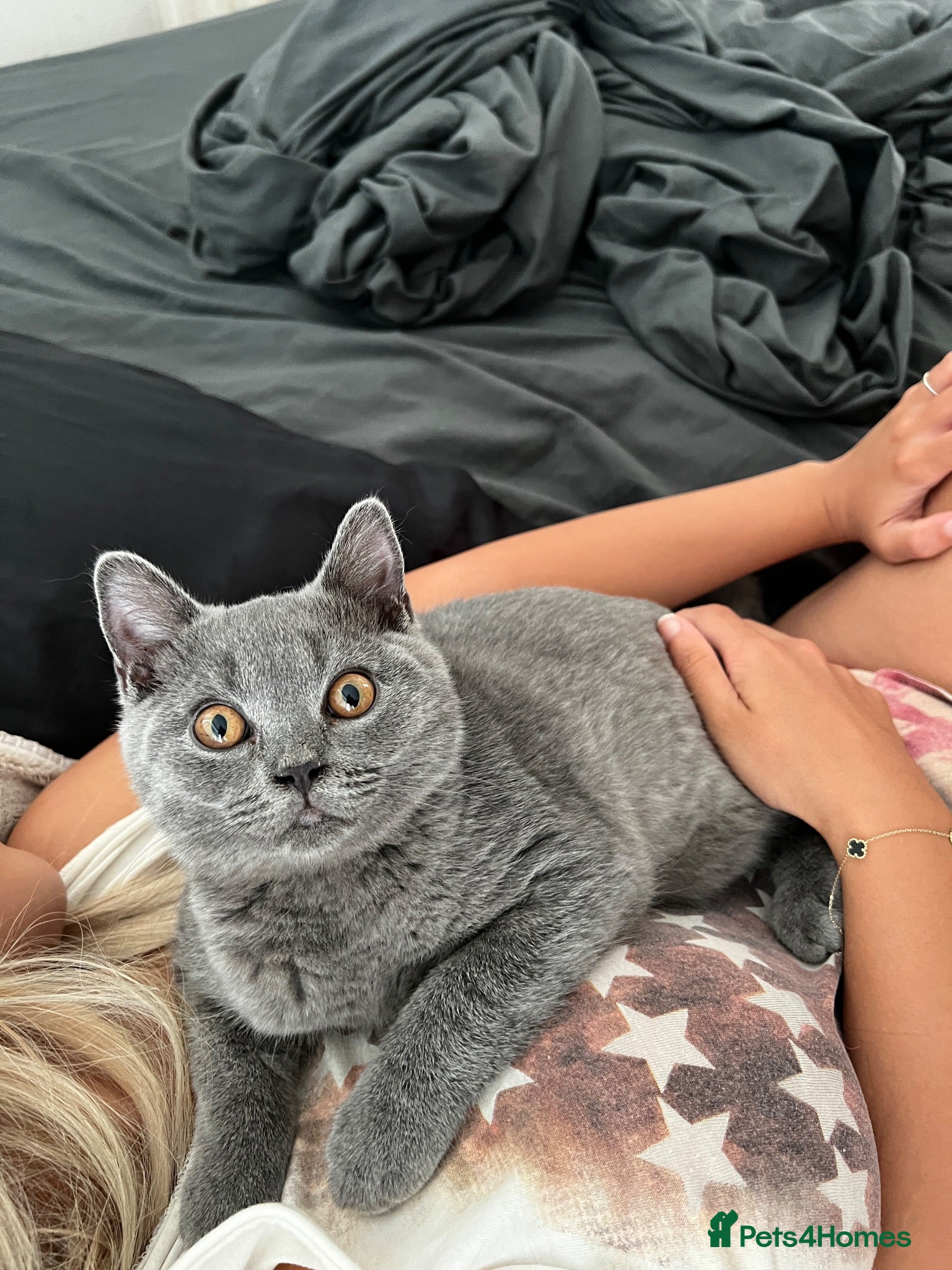 British Shorthair cats Two British shorthair boy and girl - Advert 2
