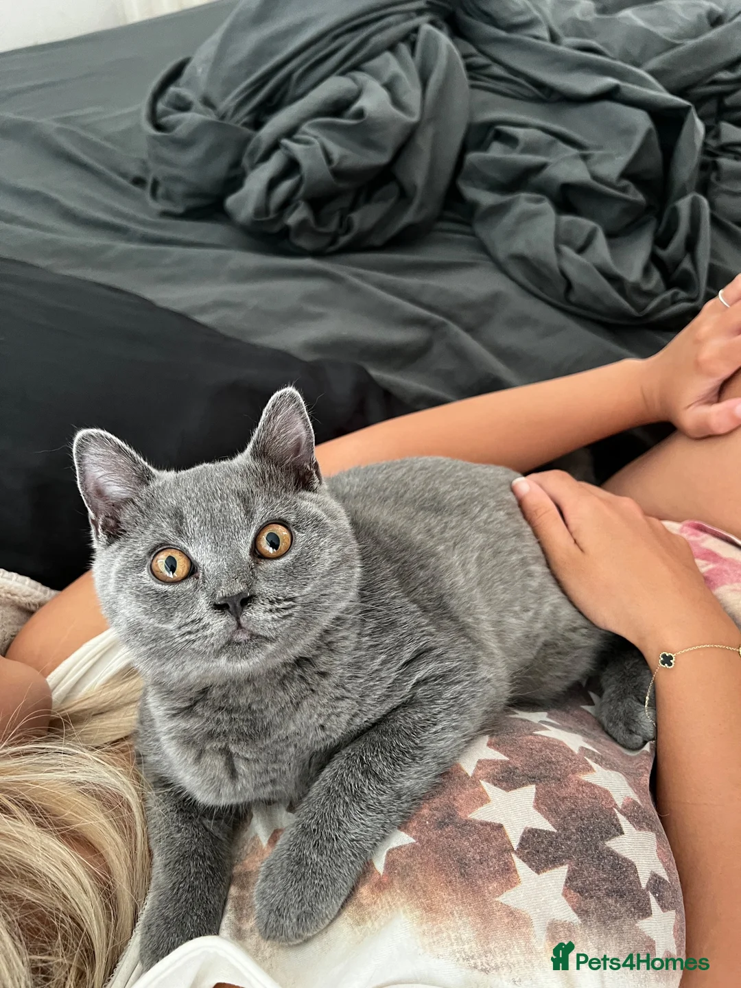 British Shorthair cats for sale: Two British shorthair boy and girl - Advert 2