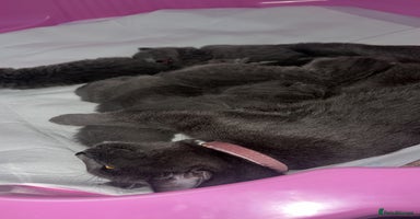 British Shorthair cats - Advert 5