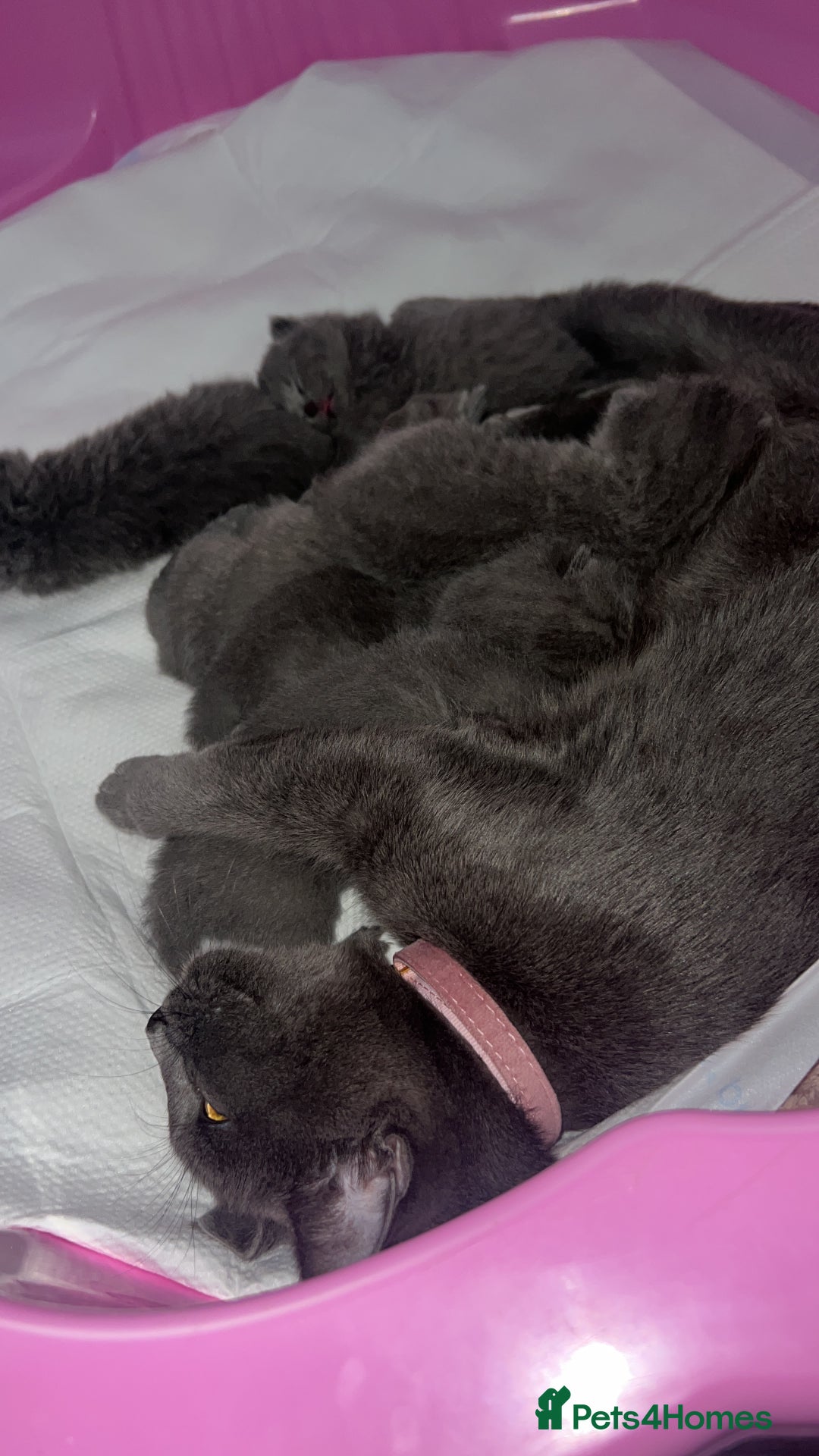 British Shorthair cats for sale: Blue British shorthair  - Image 2