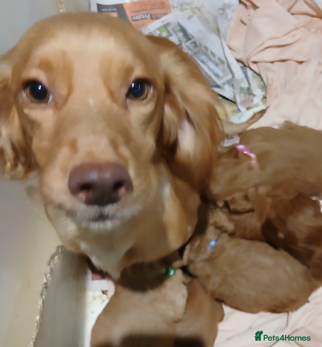 Cockapoo dogs for sale: PRA UNAFFECTED cockapoo  puppies  - Advert 7