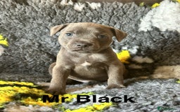 Staffordshire Bull Terrier dogs for sale: Adorable KC Reg/Health Tested SBT Puppies - Image 11