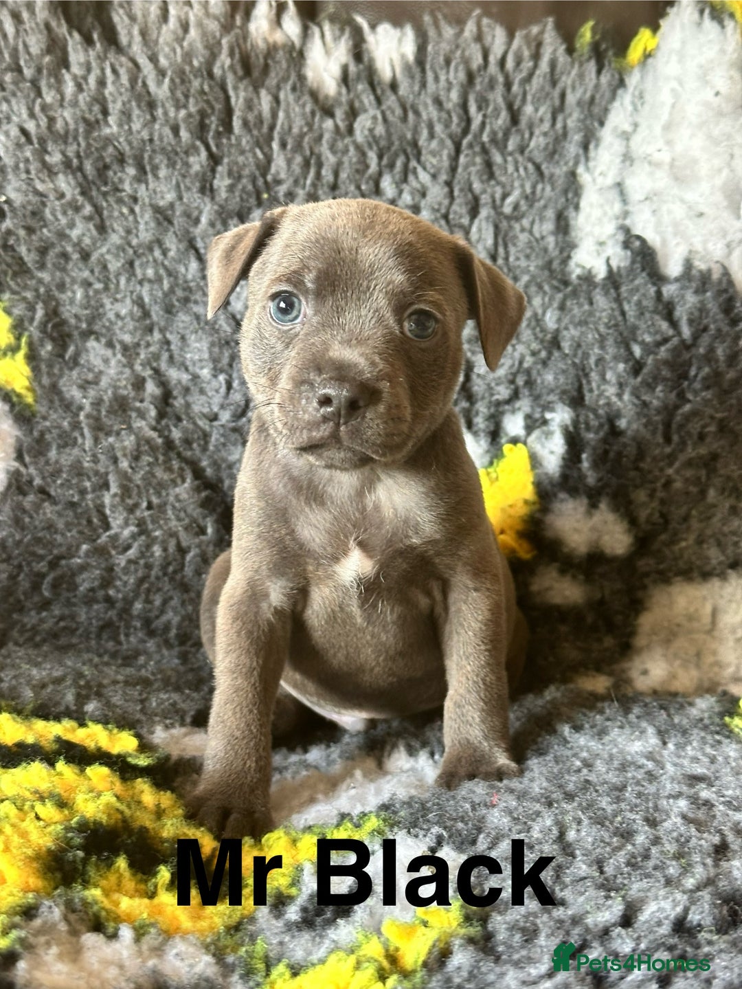 Staffordshire Bull Terrier dogs for sale: Adorable KC Reg/Health Tested SBT Puppies - Image 11