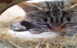 Aegean cats for sale: Agean x Kittens for sale - Image 12