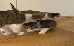 Mixed Breed cats for sale: 2 beautiful male kittens - Image 9