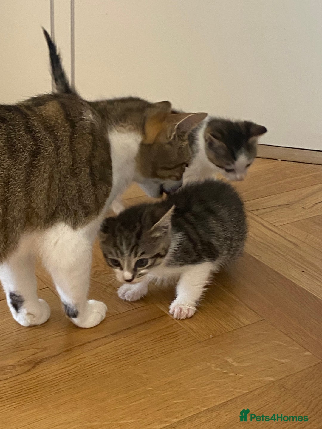 Mixed Breed cats for sale: 2 beautiful male kittens - Image 9