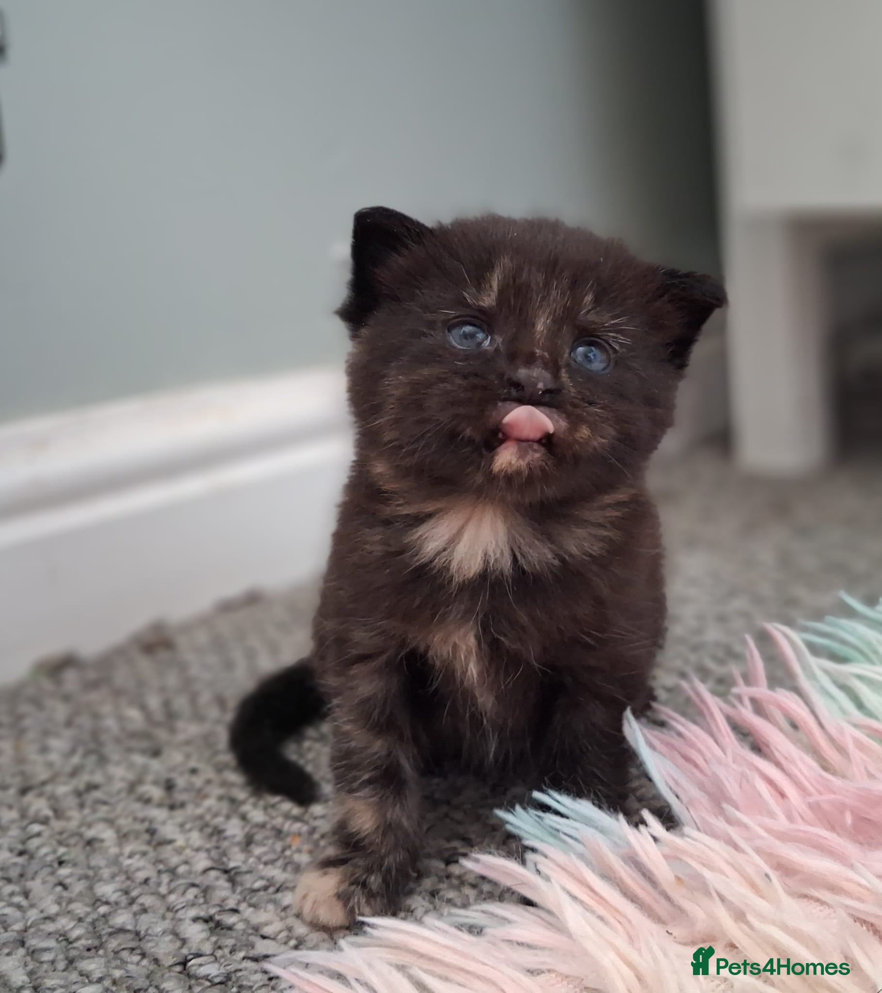 Maine Coon cats 4 purebreed maincoon babies  - Advert 7