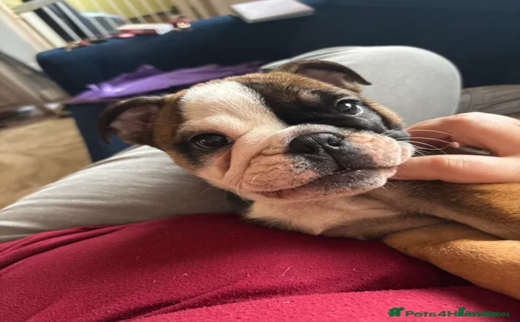 English Bulldog dogs Last Bulldog girl ready to go - Advert 1