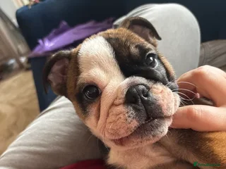 English Bulldog dogs Last Bulldog girl ready to go - Advert 18