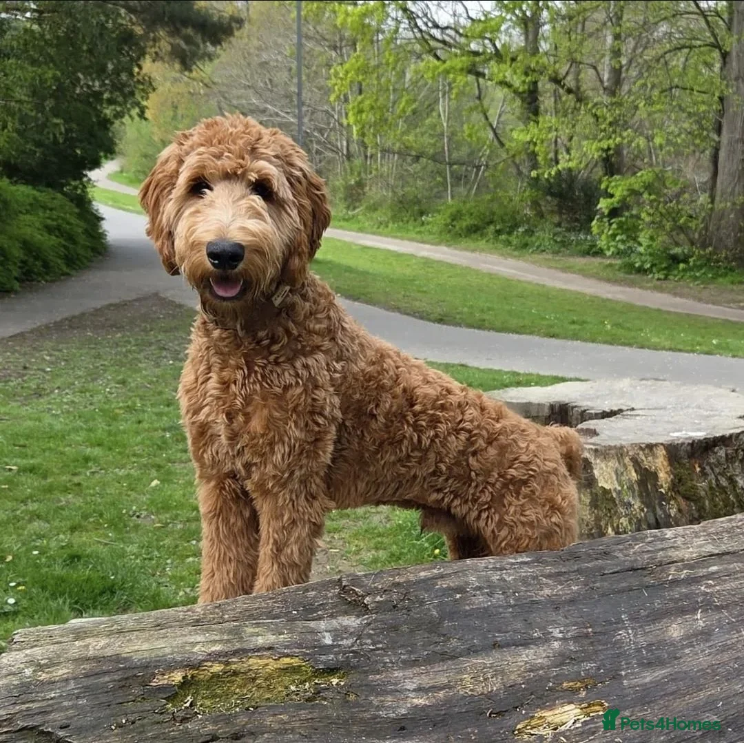 Irish Doodle dogs for stud: Irishdoodle stud Doodle Poodle Double doodle in Newtown - Advert 1
