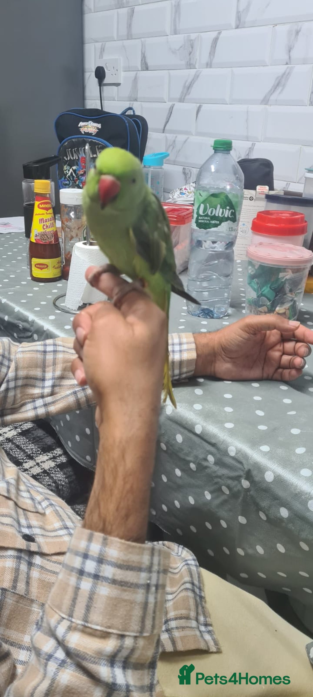 Parakeets birds for sale: Indian ringnecks babies with DNA  - Image 1