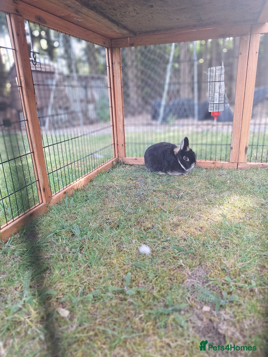 Netherland Dwarf rabbits for sale: Pure bred Netherland Dwarf Doe - Advert 2