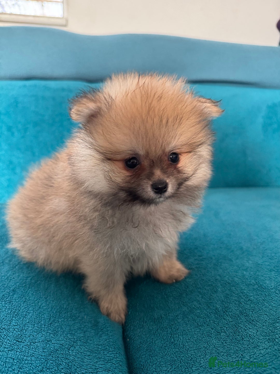 Pomeranian dogs for sale: Kc Registered last boy,ready to go! - Advert 18