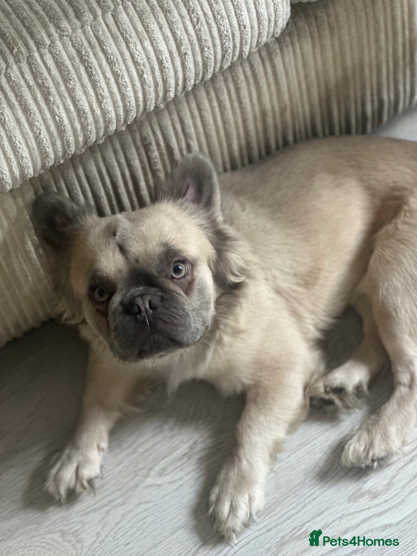 French Bulldog dogs Mufasa - Advert 1