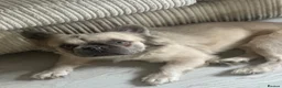 French Bulldog dogs for stud: Mufasa - Advert 1
