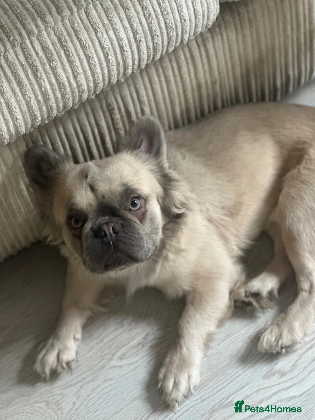 French Bulldog dogs for stud: Mufasa - Advert 1