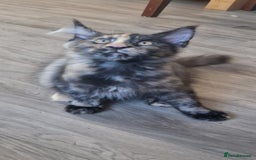 Maine Coon cats for sale: 🌟Ready now🌟 3 large Maine coons active available - Image 9