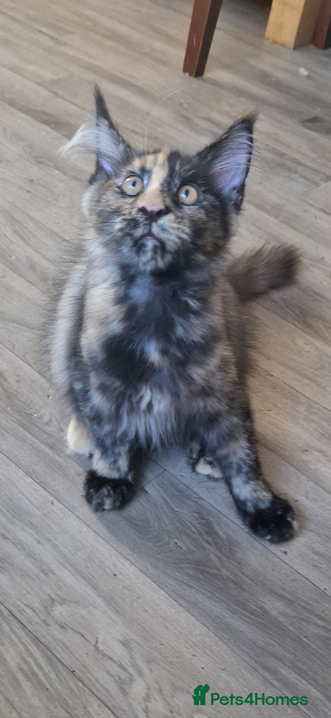 Maine Coon cats for sale: 🌟Ready now🌟 3 large Maine coons active available - Image 9