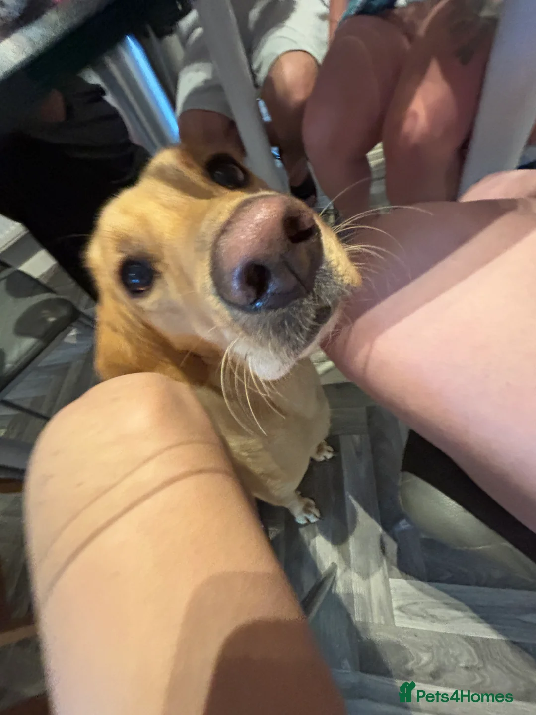 Labrador Retriever dogs for sale: Red fox Labrador - Advert 9