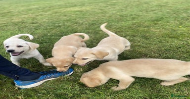 Labrador Retriever dogs - Advert 9