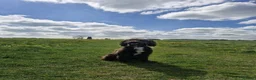 Sproodle dogs for sale: Ozzy Sproodle dog in Filey - Advert 2