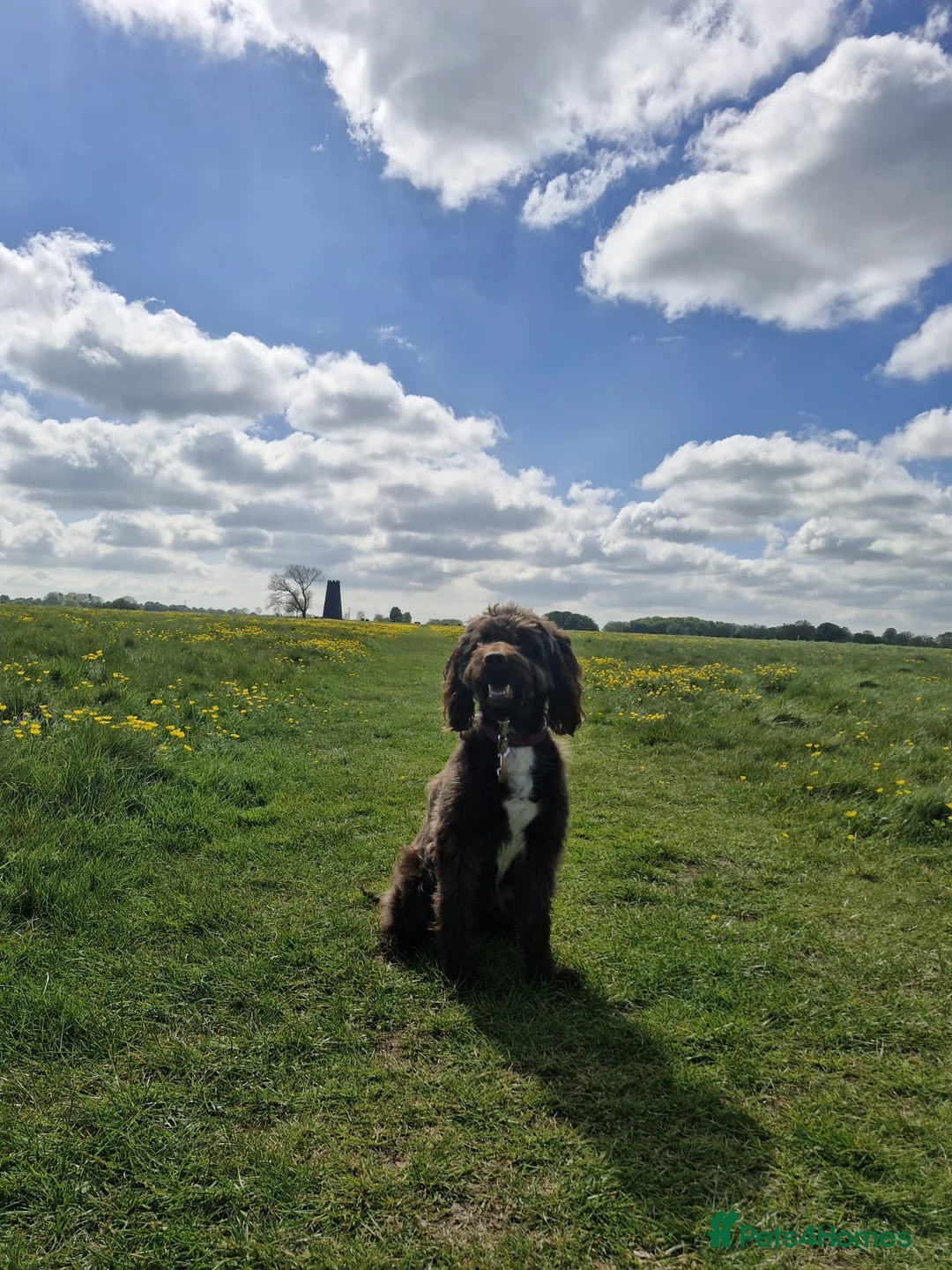 Sproodle dogs for sale: Ozzy Sproodle dog in Filey - Advert 2