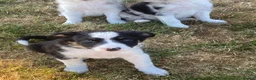 Border Collie dogs for sale: Blue and black white collies  in Newtown - Advert 4