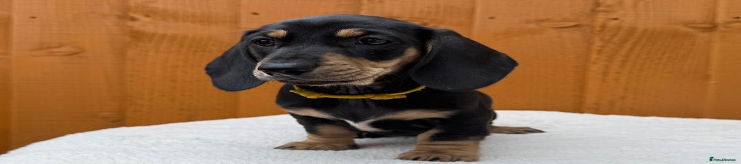 Dachshund Puppy 6