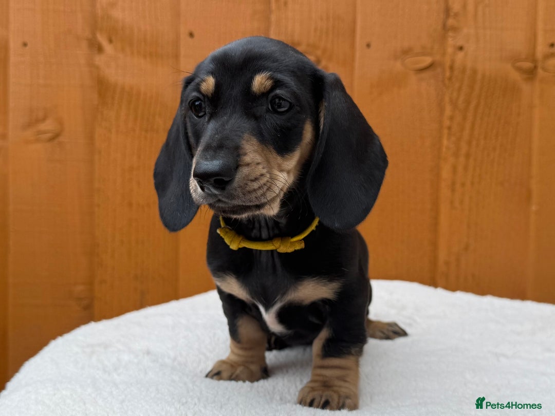 Dachshund dogs for sale: Black & Cream, Chocolate & Cream Dachshund Puppies - Image 11
