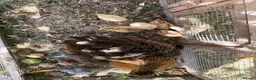 Mixed Breed poultry for sale: Mixed chicks for sales  - Advert 3