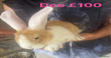 Continental Giant rabbits - Advert 4