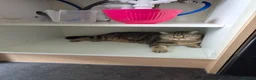 Mixed Breed cats for sale: Lovely Girl  - Advert 2