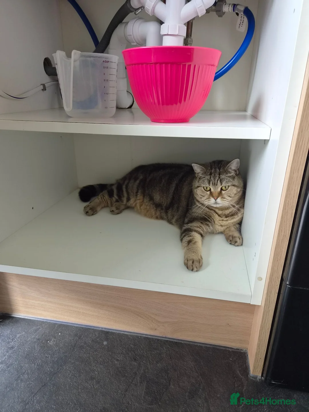 Mixed Breed cats for sale: Lovely Girl  - Advert 2