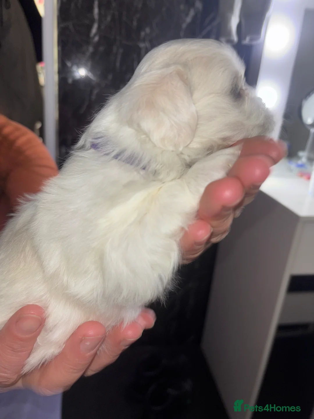 Maltese dogs for sale: Maltese Puppy - Advert 10