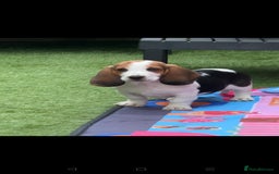Basset Hound dogs for sale: Bassett Hound Puppies for Sale - Image 33