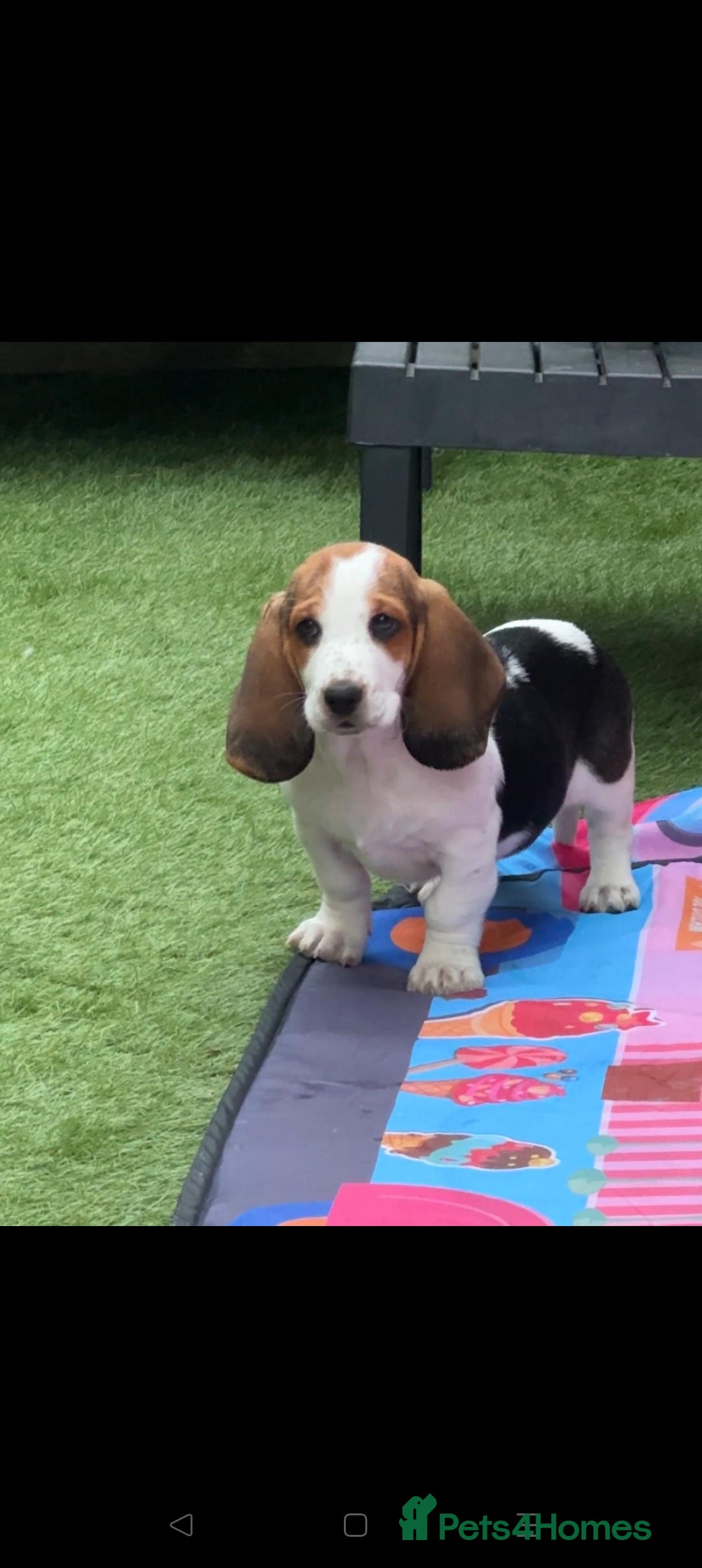 Basset Hound dogs for sale: Bassett Hound Puppies for Sale - Image 33