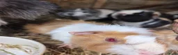Guinea Pig rodents for sale: Young guinea pigs looking for new homes - Advert 8