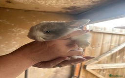 Mini Lop rabbits for sale: Baby bunnies - Image 2