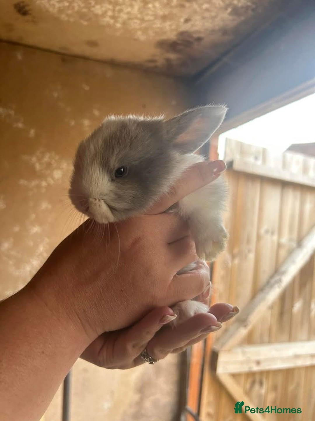Mini Lop rabbits for sale: Baby bunnies - Image 2