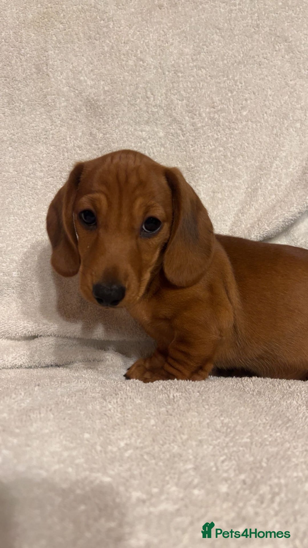 Miniature Dachshund dogs for sale: Ready to leave Miniature dachshunds cearphilly  - Image 35