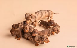 Miniature Dachshund dogs for sale: 🏆Champion KC Mini Dachshunds 0.4% COI 👌🏻 - Image 24