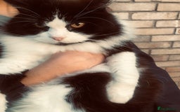 Mixed Breed cats for sale: siamese x siberian tuxedo kittens - Advert 13