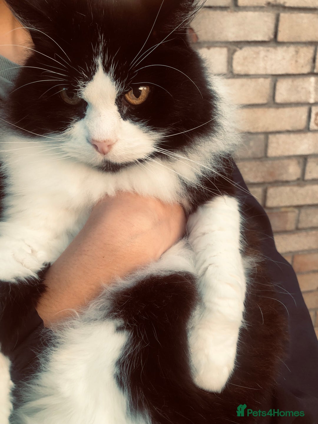 Mixed Breed cats for sale: siamese x siberian tuxedo kittens - Advert 13