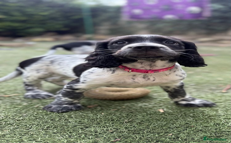 Sprocker dogs - Advert 7