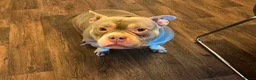 American Bulldog dogs for sale: pocket bulldog for sale  - Advert 1