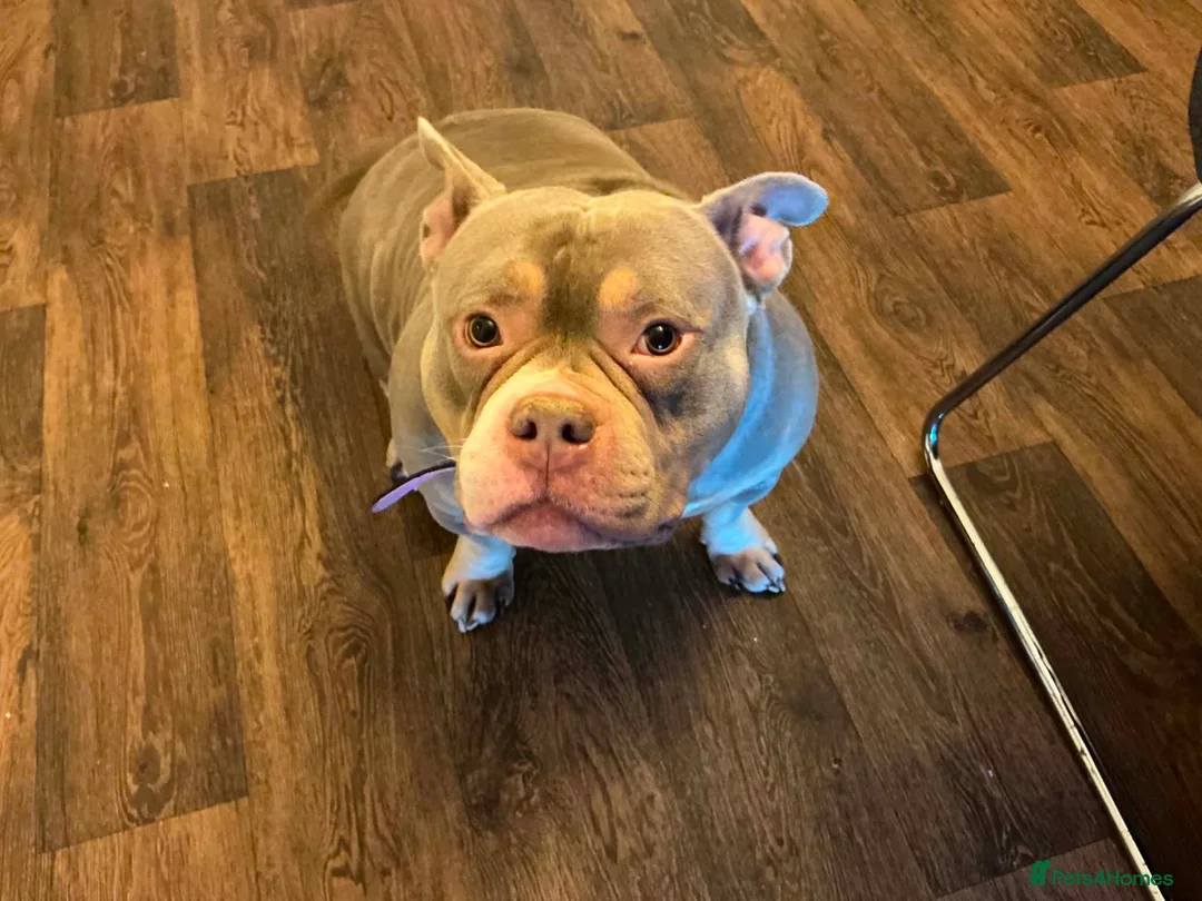 American Bulldog dogs for sale: pocket bulldog for sale  - Advert 1