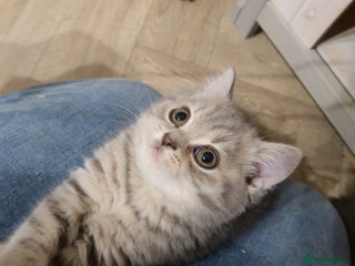 British Shorthair cats - Advert 1