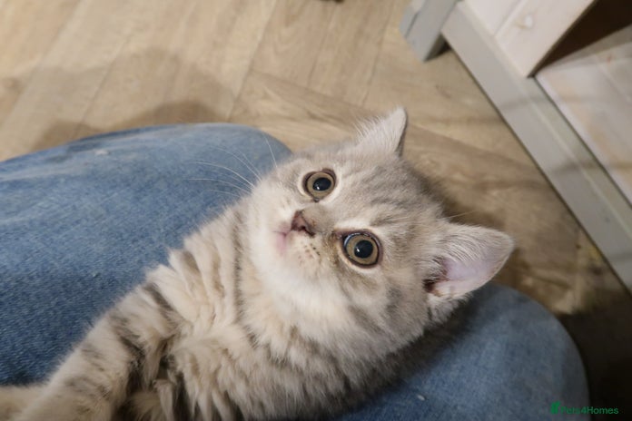 British Shorthair cats - Advert 1